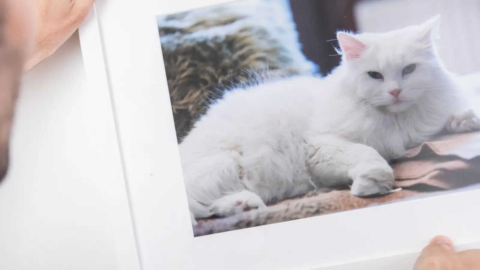 Kleine Katzengalerie gefällig? Wer die Lieblingsfotos nicht in den schier unendlichen Weiten heutiger Festplatten versenken will, kann sich die schönsten Motive als Wandschmuck gestalten. (Foto: Christin Klose/dpa-tmn/dpa)