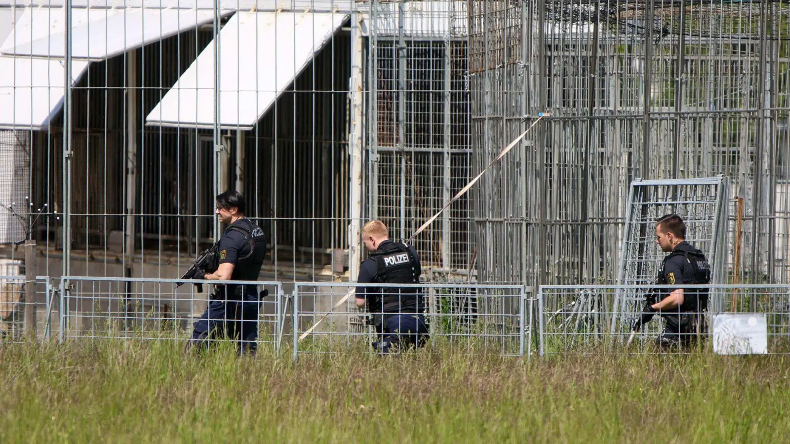 Der Tiger war aus einer privaten Haltung entkommen. (Foto: Björn Stach/EHL Media/dpa)