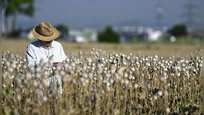 Mohnfeld in Niederösterreich: Der Besitzer überprüft den Zustand der Pflanzen auf einem Feld bei Raasdorf. (Foto: Harald Schneider/APA/dpa)