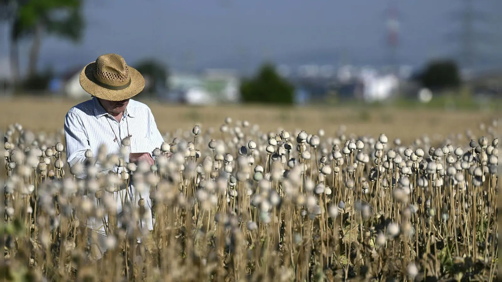Mohnfeld in Niederösterreich: Der Besitzer überprüft den Zustand der Pflanzen auf einem Feld bei Raasdorf. (Foto: Harald Schneider/APA/dpa)