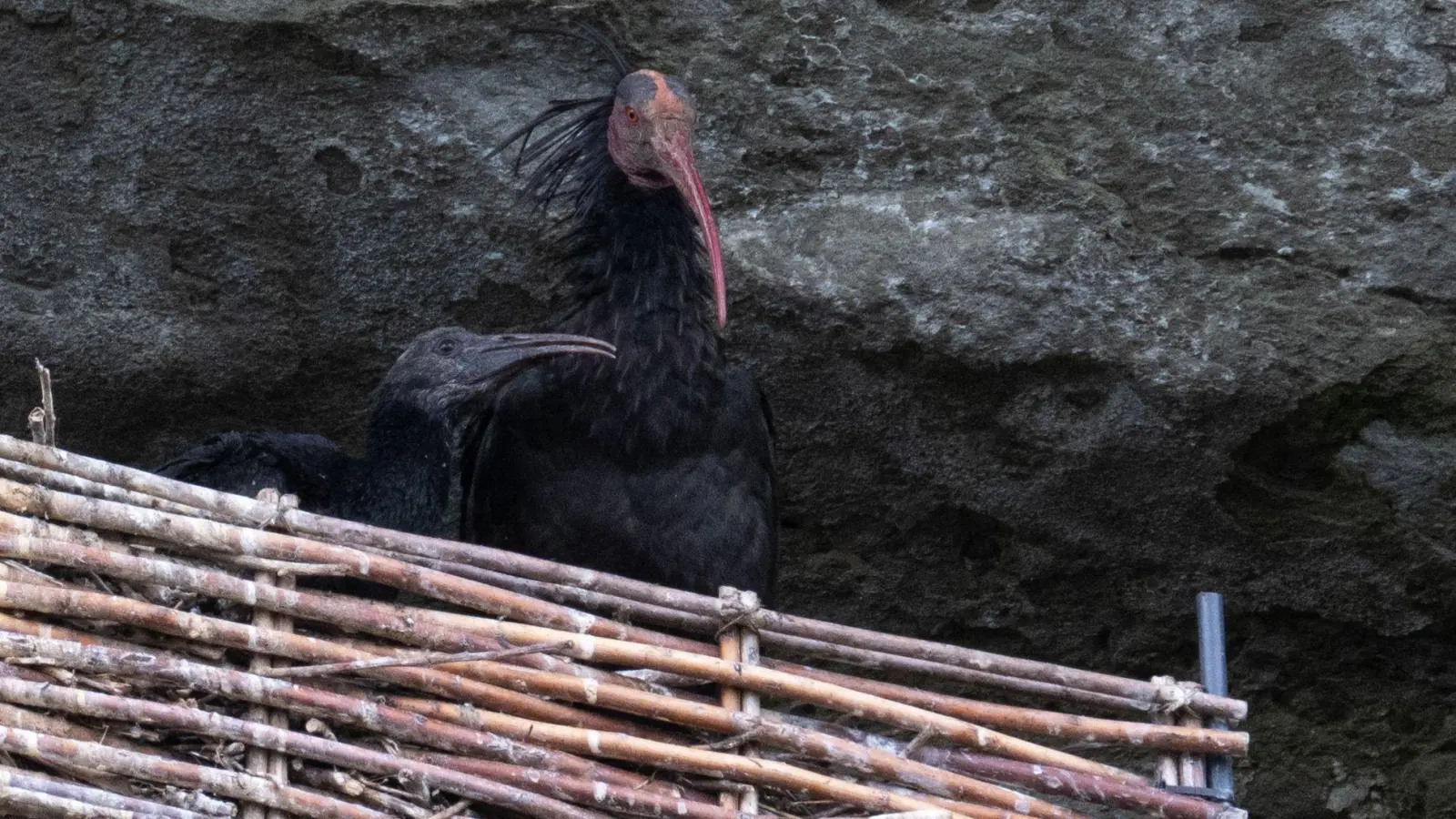 Ein Waldrappe mit seinem Nachwuchs sitzt in der Felswand oberhalb des Bodensees. (Foto: Felix Kästle/dpa)