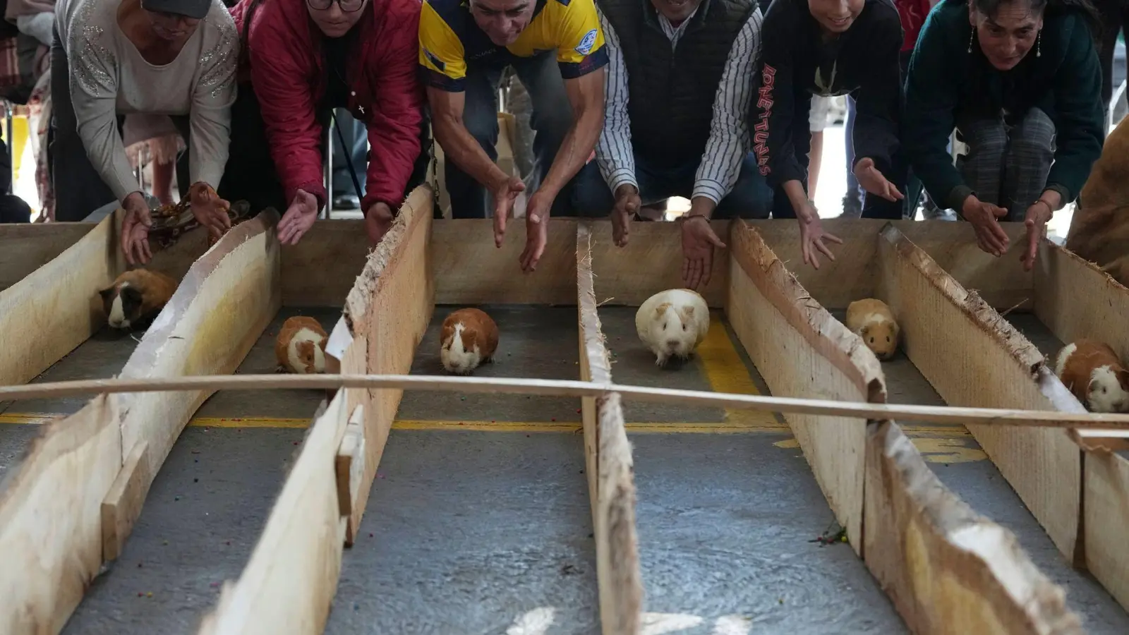 Meerschweinchenrennen gehören in mehreren Regionen Ecuadors zu den Volksbräuchen. (Foto: Dolores Ochoa/AP/dpa)