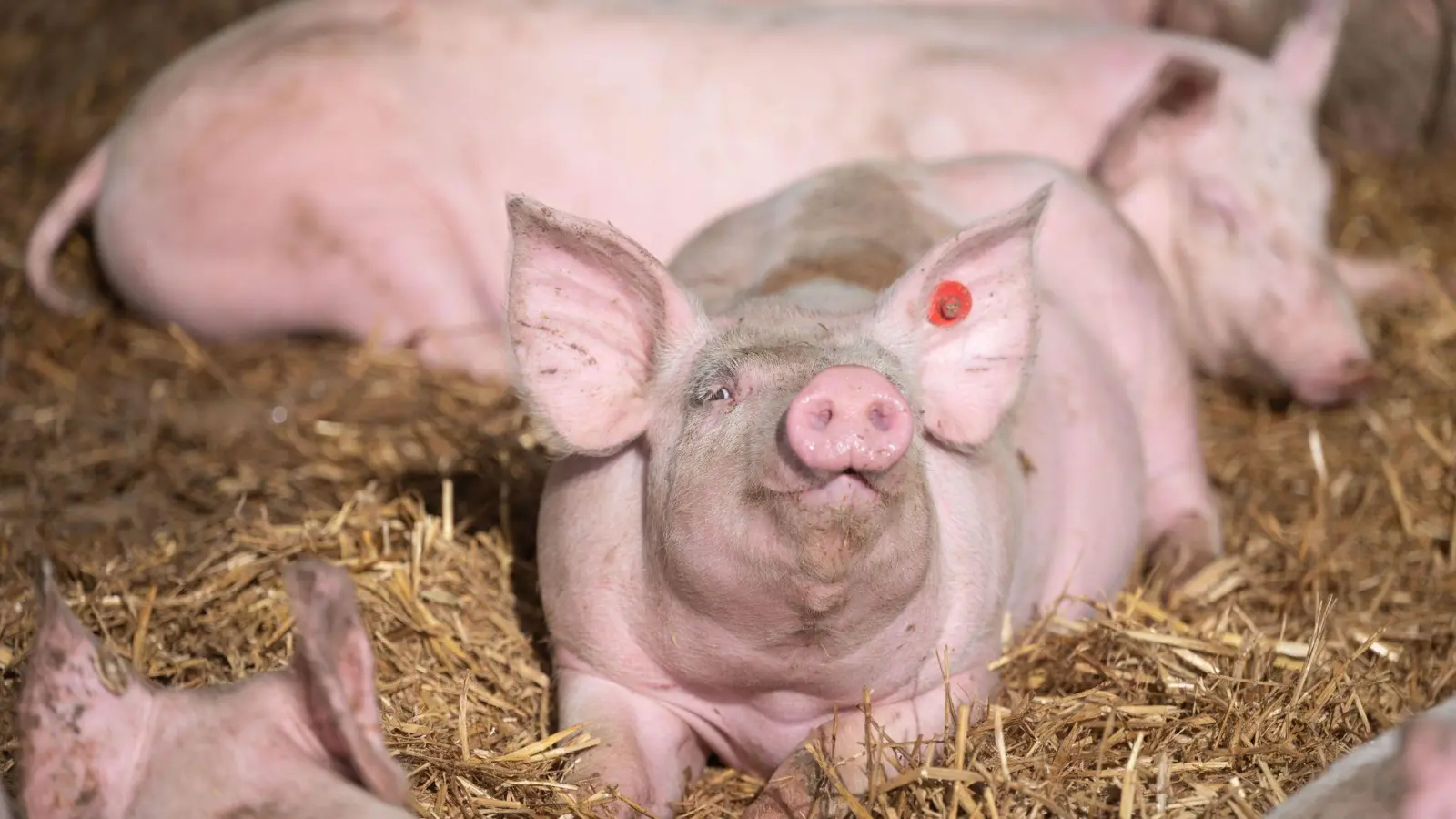 Schweine liegen in der Bucht eines Schweinestalls. (Foto: Marijan Murat/dpa/Symbolbild)