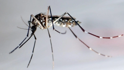 Die Ägyptische Tigermücke, auch Gelbfiebermücke genannt, überträgt verschiedene Krankheiten, darunter das Chikungunya-Virus. (Foto: Gustavo Amador/epa/dpa-tmn)
