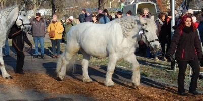 Die Vorfreude auf den beliebten Pferdemarkt ist wieder groß. (Foto: Stadt Creglingen)