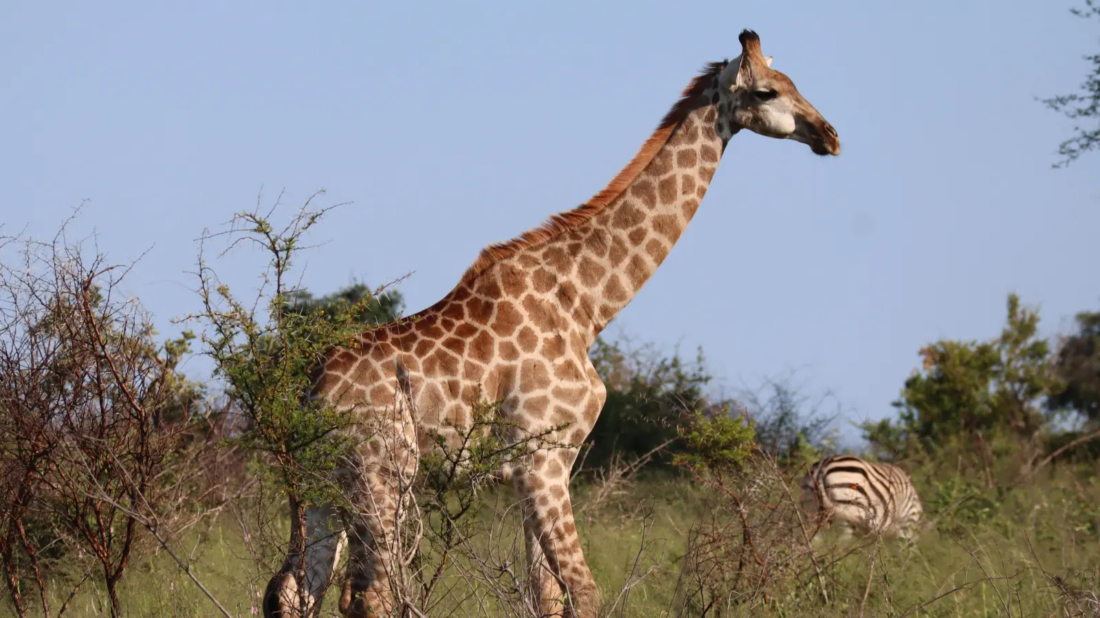 Auch Giraffen können kräftig zutreten, wenn sie sich bedroht fühlen. Solange die Touristen im Jeep sitzen bleiben, können sie allerdings alles nahezu ohne Risiko beobachten. (Foto: Gudrun Bayer)