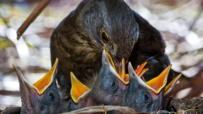 Viele Vögel ziehen ihren Nachwuchs in dichten Hecken auf. (Symbolbild) (Foto: picture alliance / ZB)