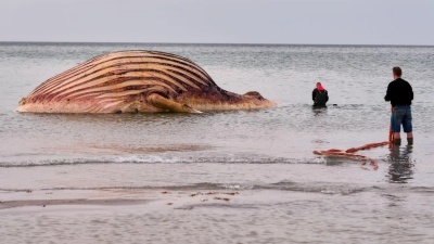 Nach Wochen des Wartens haben die Arbeiten an dem Wal-Kadaver auf der Insel Anholt begonnen.  (Foto: Marcus Golejewski/dpa)