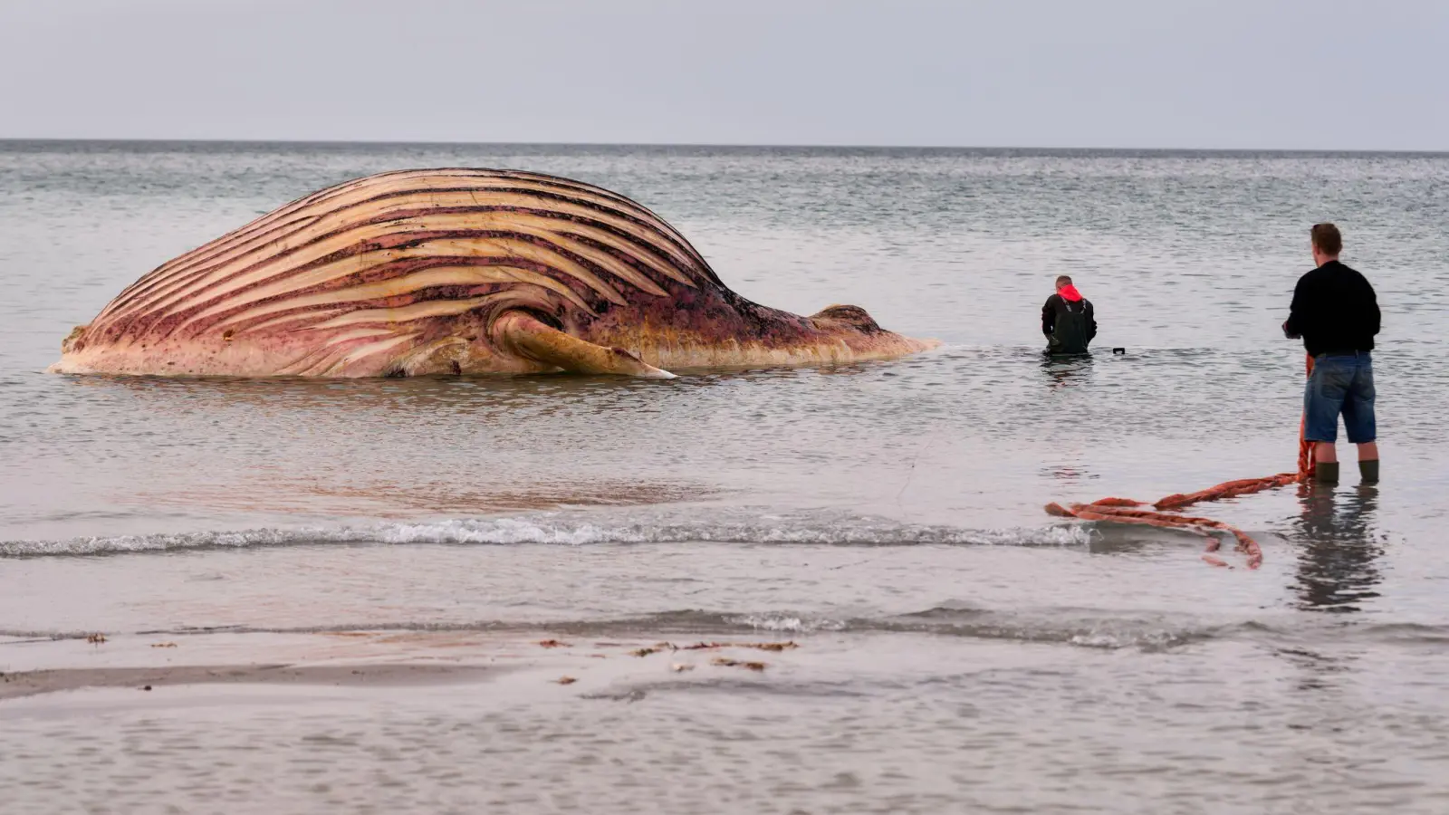 Nach Wochen des Wartens haben die Arbeiten an dem Wal-Kadaver auf der Insel Anholt begonnen.  (Foto: Marcus Golejewski/dpa)