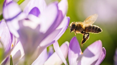 Summ, summ: Bereits im Februar blühen die ersten Krokusse und bieten den frühen Bienen eine Nahrungsquelle. (Foto: Frank Rumpenhorst/dpa/dpa-tmn)