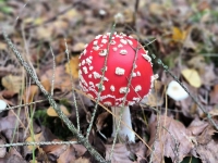 Ein kleiner Fliegenpilz - gesehen bei Schillingsfürst (Foto: Lucia Schauer)