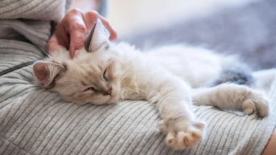 Nähe mit Nebenwirkungen: Kuscheln nach der Hormonbehandlung kann für Tiere riskant sein. (Foto: Christin Klose/dpa-tmn)