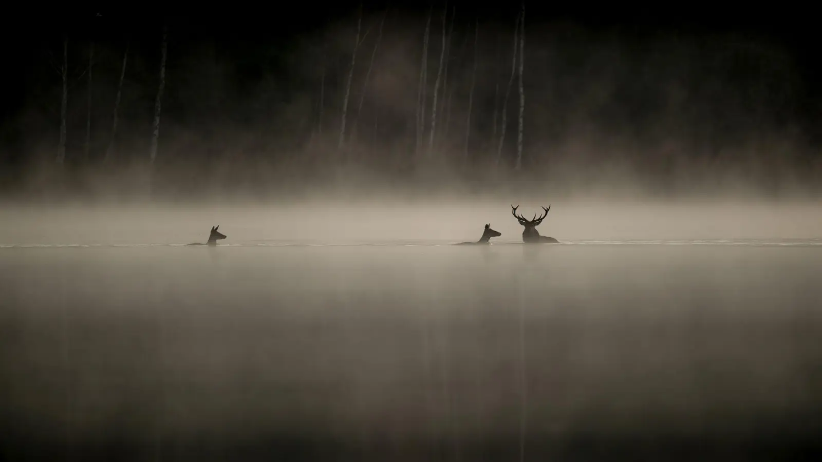 Wild durchquert einen Fluss in den Vogesen - Szene aus dem Film „Das Flüstern der Wälder“. (Foto: Vincent Munier/Pandora Film/dpa)