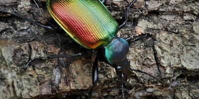 Der Große Puppenräuber erstrahlt in allen Regenbogenfarben. Er ist am Kehrenberg und am Anstieg auf die Frankenhöhe bei Lenkersheim anzutreffen. (Foto: Sven Finnberg)