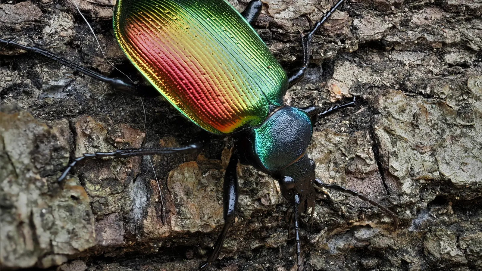 Der Große Puppenräuber erstrahlt in allen Regenbogenfarben. Er ist am Kehrenberg und am Anstieg auf die Frankenhöhe bei Lenkersheim anzutreffen. (Foto: Sven Finnberg)