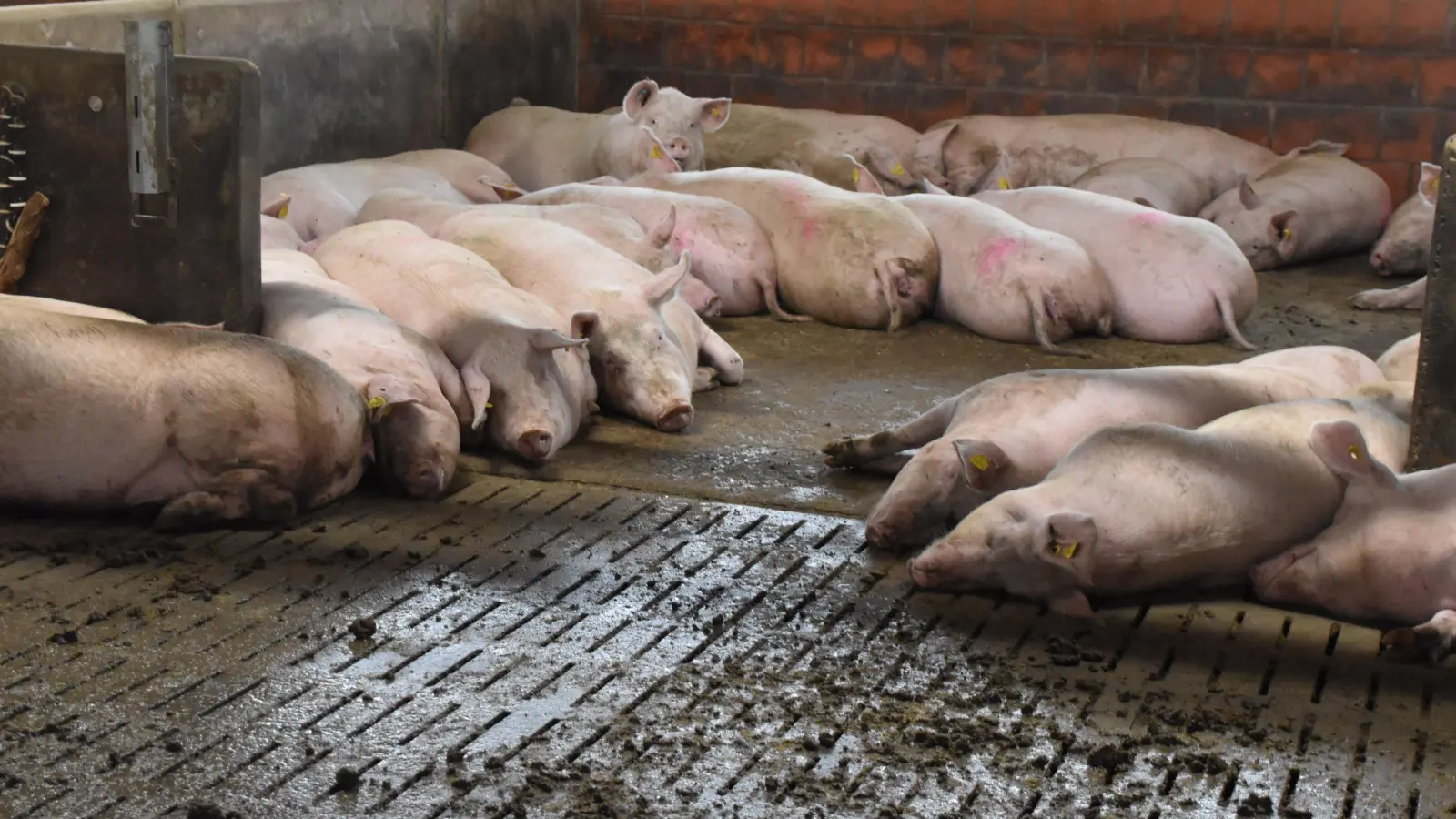 Unabhängig wie groß ein Stall ist: Kein Schwein will allein sein. Auch in großen Buchten legen sich die Tiere zusammen, weil sie Hautkontakt haben möchten. (Foto: Fritz Arnold)