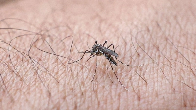 Chikungunyafieber kann durch Mückenstiche ausgelöst werden. (Symbolbild) (Foto: Marcelo Camargo/Agencia Brazil/dpa)
