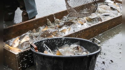 Bis ein Karpfen verzehrfertig ist, dauert es einige Jahre. Zur Entwicklung gehören auch mehrere Umzüge aus den Weihern ins Winterquartier. (Foto: Martina Haas)