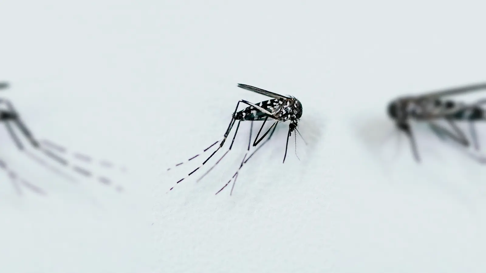 Durch Mücken verbreitete Krankheiten werden in Europa immer häufiger (Foto: Uwe Anspach/dpa)