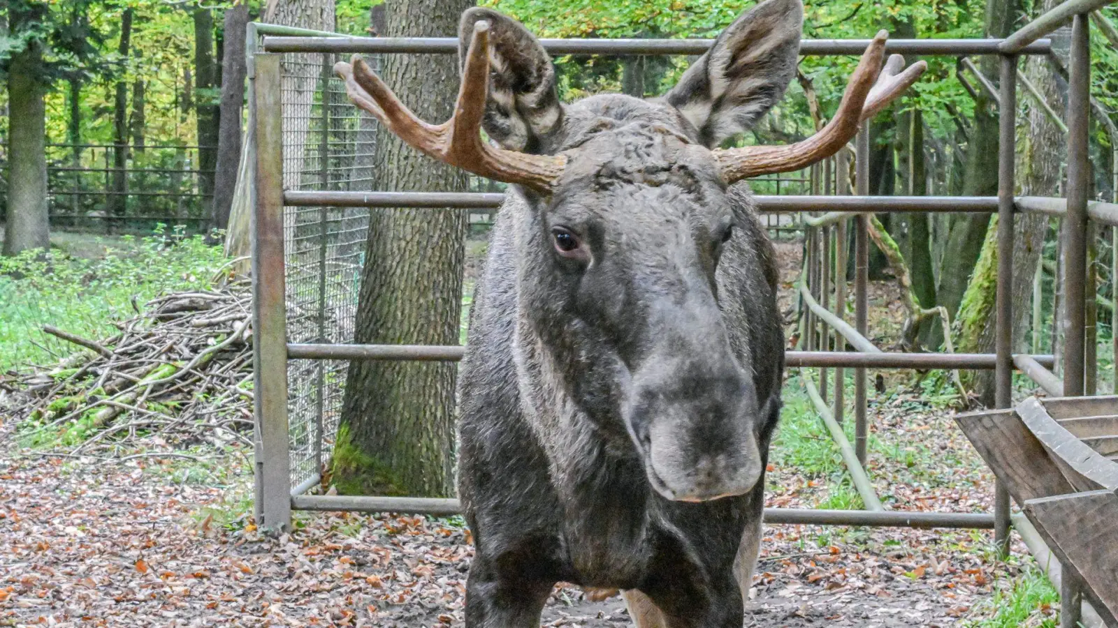Nach Tagen im Schwarzwald wurde Elch Erwin wieder ins den Wildpark nach Pforzheim zurückgebracht. (Archivbild) (Foto: Jason Tschepljakow/dpa)