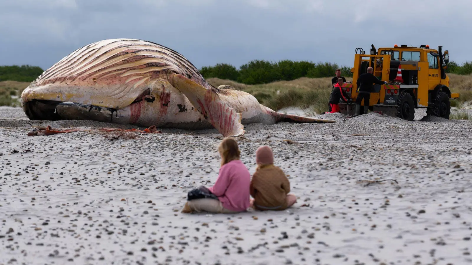 Die Bergung ist geschafft: Jetzt liegt der tote Buckelwal im Sand.  (Foto: Marcus Golejewski/dpa)