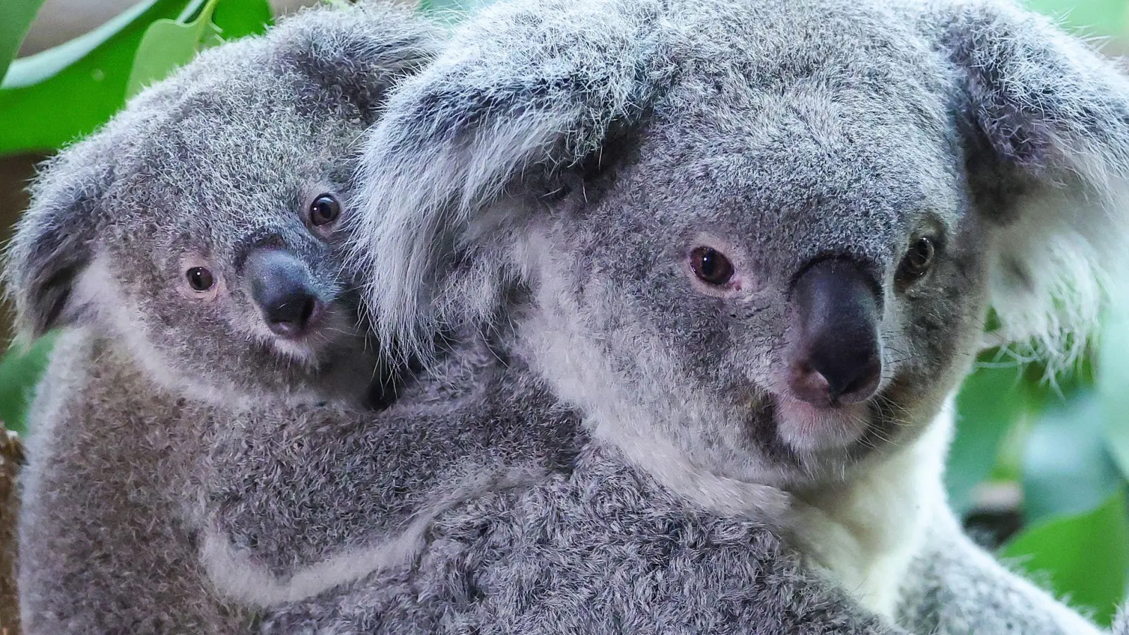 Inala - Acht Monate altes Koala-Baby frisch getauft (Foto: Jan Woitas/dpa)