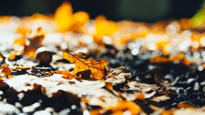 Herbstzeit ist Laubzeit. Immer mehr Menschen greifen zum Laubbläser um Wege und Wiesen von den alten Blättern zu befreien. Doch der Einsatz ist schädlich, warnt der BN. (Foto: Kai Pilger)