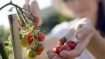 Tomaten für den Garten? Dafür eignen sich etwa Sorten wie „Frühzauber“, „Homosa“ oder die Datteltomaten „Elfin“ und „Fioline“. (Foto: Britta Pedersen/dpa-Zentralbild/dpa)