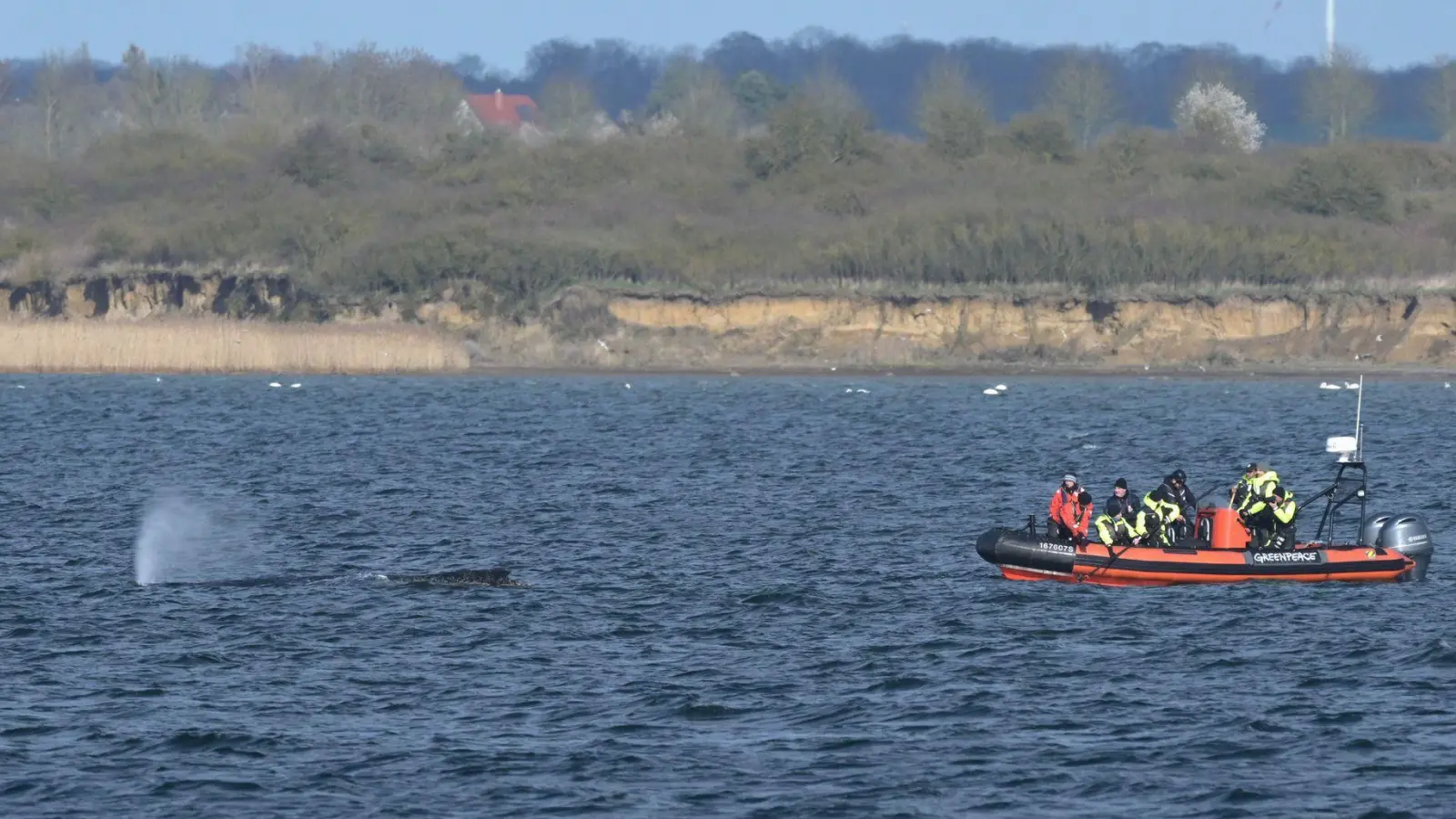 Es sei noch nicht klar, in welche Richtung der Wal schwimme, sagte ein Sprecher der Deutschen Presse-Agentur.  (Foto: Stefan Sauer/dpa)