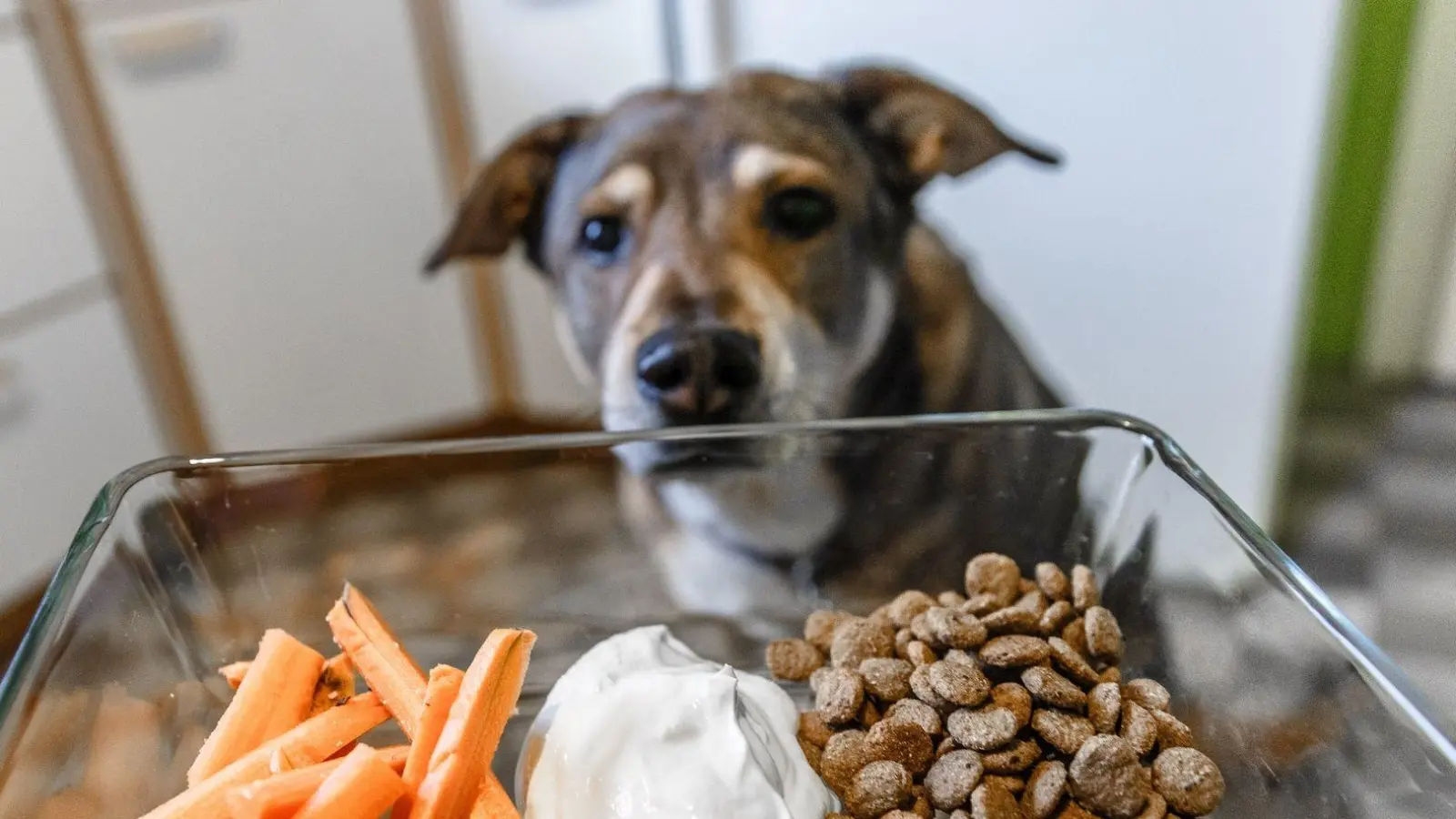 Ab sofort nur noch Karotten, Joghurt und vegetarisches Trockenfutter? Eine Radikaldiät ist keine gute Idee. (Foto: Markus Scholz/dpa-tmn/dpa)