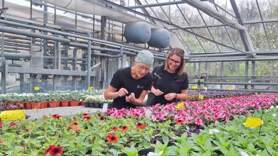 Gärtnerin Elke Vogelhuber und Gartenmeisterin Tamara Sand (rechts) von der Schloss- und Gartenverwaltung Ansbach verteilen Larven der Florfliege auf die Pflanzen. Sie ernähren sich von den Larven der Trauermücken und helfen so bei der Schädlingsbekämpfung. (Foto: Daniela Ramsauer)