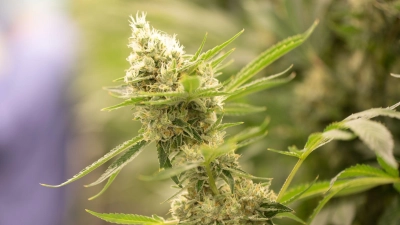 Die Menge an Cannabis, die der 19-Jährige mit sich führte, lag über der gesetzlich festgelegten Grenze. (Symbolbild: dpa/Sebastian Kahnert)