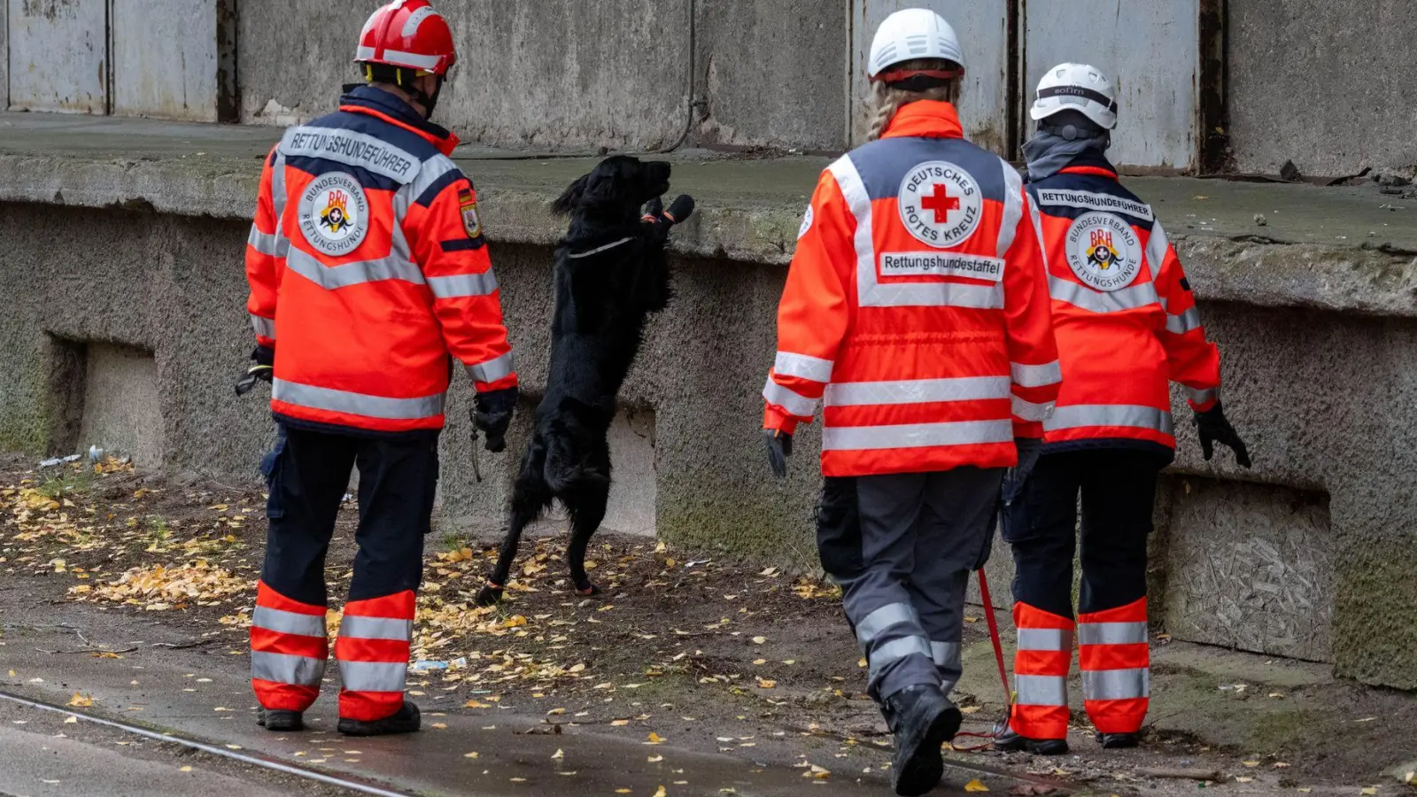 Mehrere Rettungshundestaffeln suchen in Güstrow nach einem Jungen. (Foto: Stefan Sauer/dpa)