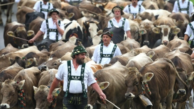 Am Wochenende startet die Viehscheidsaison im Allgäu. (Archivbild) (Foto: Karl-Josef Hildenbrand/dpa)