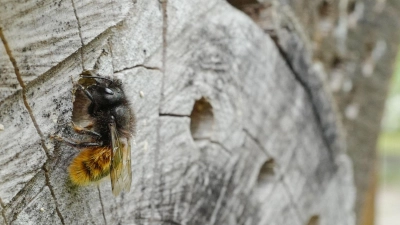 Wildbienen freuen sich über schützende Verstecke - in Gehölzen, aber auch im Sand. (Foto: Jörg Carstensen/dpa/dpa-tmn)