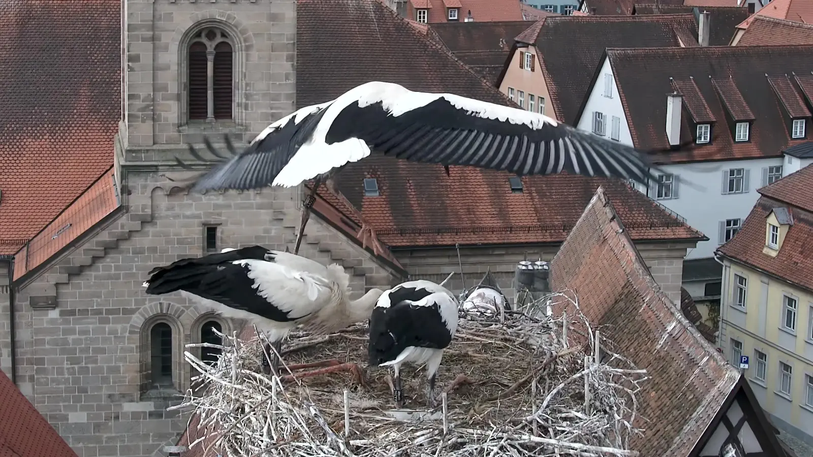 Der Jungstorch auf dem Alten Rathaus hat am Montag seinen ersten Flugversuch gestartet und ist dabei vermutlich abgestürtzt. Er hat sich leicht verletzt und ist nun in einer Pflegestation. (Foto: Webcam Storchennest Dinkelsbühl)