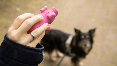 Nicht nur Spaß im Blick haben: Hundehalter sollten auch darauf achten, dass das Spielzeug aus robusten und schadstoffgeprüften Materialien besteht. (Foto: Christin Klose/dpa-tmn)