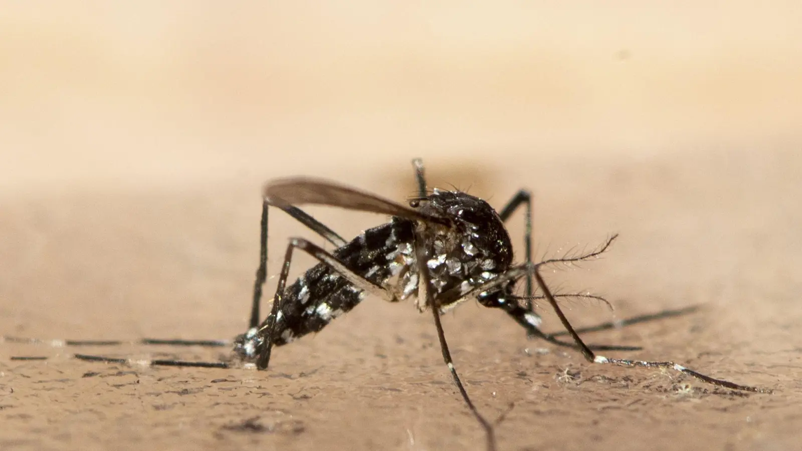 In Südchina breitet sich seit Kurzem das von Mücken übertragene Chikungunya-Virus rasch aus. (Foto: Ennio Leanza/KEYSTONE/dpa)