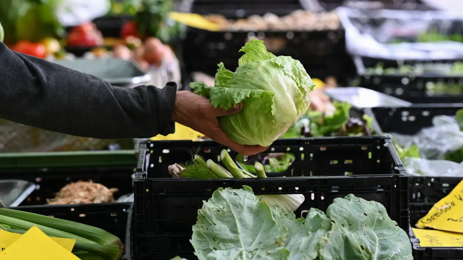 Behörden in den USA bringen einen Ausbruch in neun Bundesstaaten mit Eisbergsalat in Verbindung. (Symbolbild) (Foto: Arne Dedert/dpa)