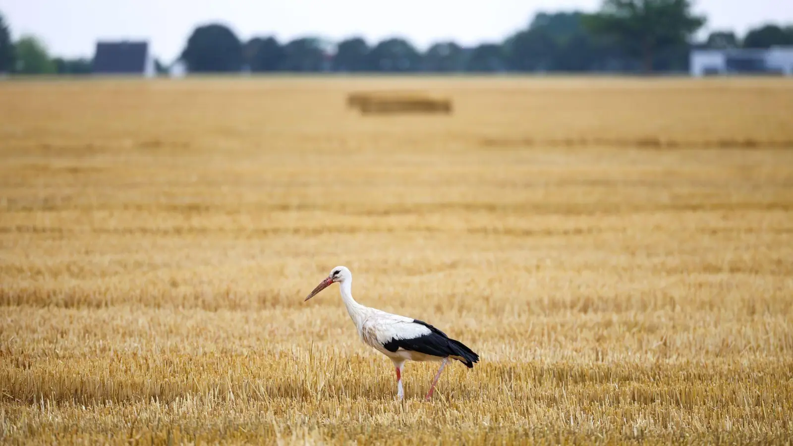 Auch die Wildtierwelt kämpft mit der Trockenheit. (Archivbild) (Foto: Christoph Reichwein/dpa)