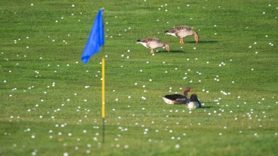 Die Graugänse fühlen sich schon mal wohl - bald sollen sich mehr Vögel und Insekten auf Golfplätzen tummeln. (Foto: Julian Stratenschulte/dpa)