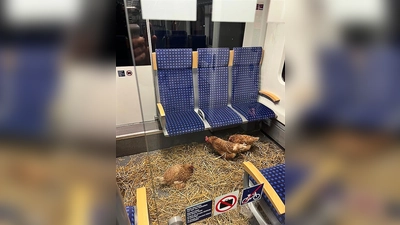 „Die Eier sind 1. Klasse“, schrieb die Deutsche Bahn auf Instagram zu den zurückgelassenen Hühnern. (Foto: -/Deutsche Bahn AG/dpa)