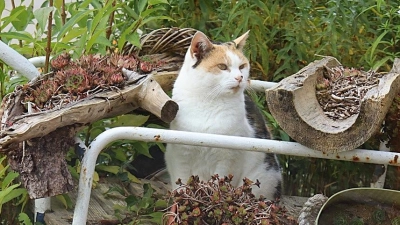Dass sich Katzen gerne im Freien aufhalten, ist unter Tierfreundinnen und Tierfreunden bekannt. Die Grünen plädieren dafür, dass die Besitzenden ihre Tiere kastrieren lassen sollten. (Foto: Antonia Müller)