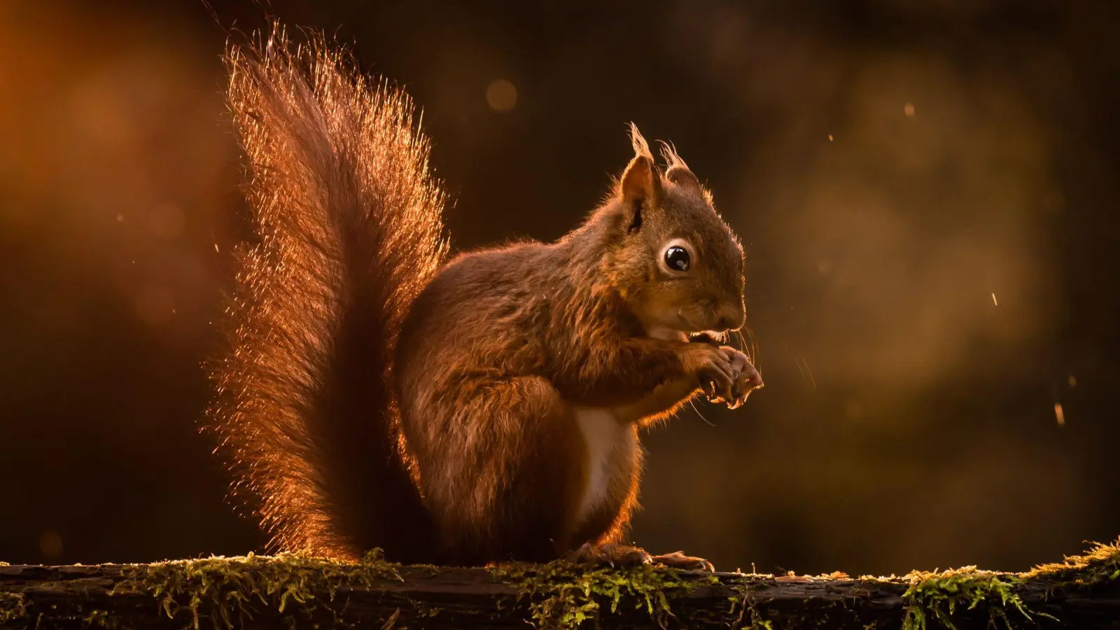 Rote Eichhörnchen werden in Großbritannien zunehmend verdrängt. (Archivbild) (Foto: Danny Lawson/PA Wire/dpa)