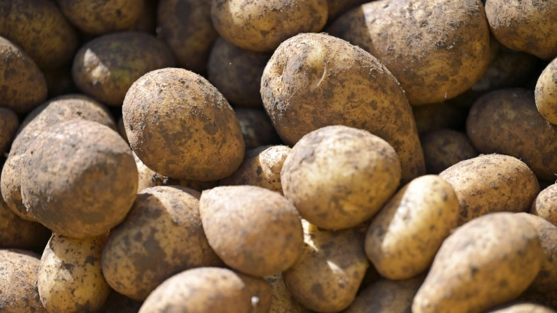 Nach einer sehr guten Ernte im Vorjahr lief es heuer für die Kartoffelbauern in Bayern schlechter. Aber die Erzeugerpreise sind höher. (Symbolbild) (Foto: Malin Wunderlich/dpa)