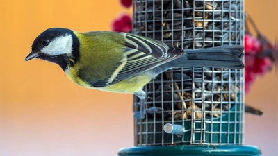 Hunger? Meisen und Co. freuen sich im Winter über Unterstützung bei der Futtersuche. (Foto: Patrick Pleul/dpa/dpa-tmn)