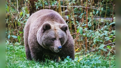 Im „Alternativen Wolf- und Bärenpark Schwarzwald” steht eine Bärin. Hier soll künftig auch die Bärin Gaia zuhause sein. (Foto: Philipp von Ditfurth/dpa)