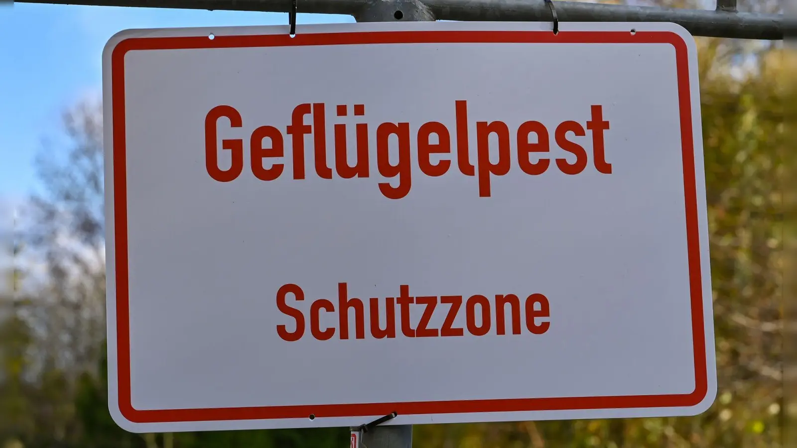 Erneuter Ausbruch der Geflügelpest in der Region: Diese Dinge müssen Sie wissen. (Symbolbild: Patrick Pleul/dpa-Zentralbild/dpa/Archivbild)