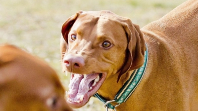 Ein Hund wurdebei Ehingen bei einem Unfall leicht verletzt. Anschließend eskalierte ein Streit zwischen Hundehalter und Autofahrerin (Symbolbild: Monique Wüstenhagen/dpa)