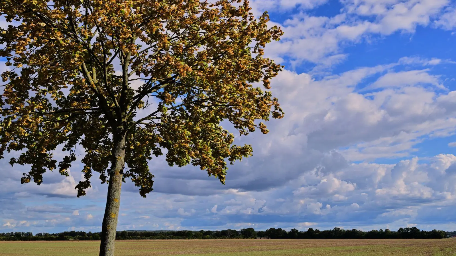 Vielen Menschen in Deutschland stehen sonnige Herbsttage bevor. (Foto: Patrick Pleul/dpa)